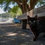 漁港の大きな木陰でベンチの下からこちらを見る黒猫のイメージ画像