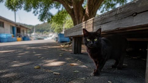 漁港の大きな木陰でベンチの下からこちらを見る黒猫のイメージ画像