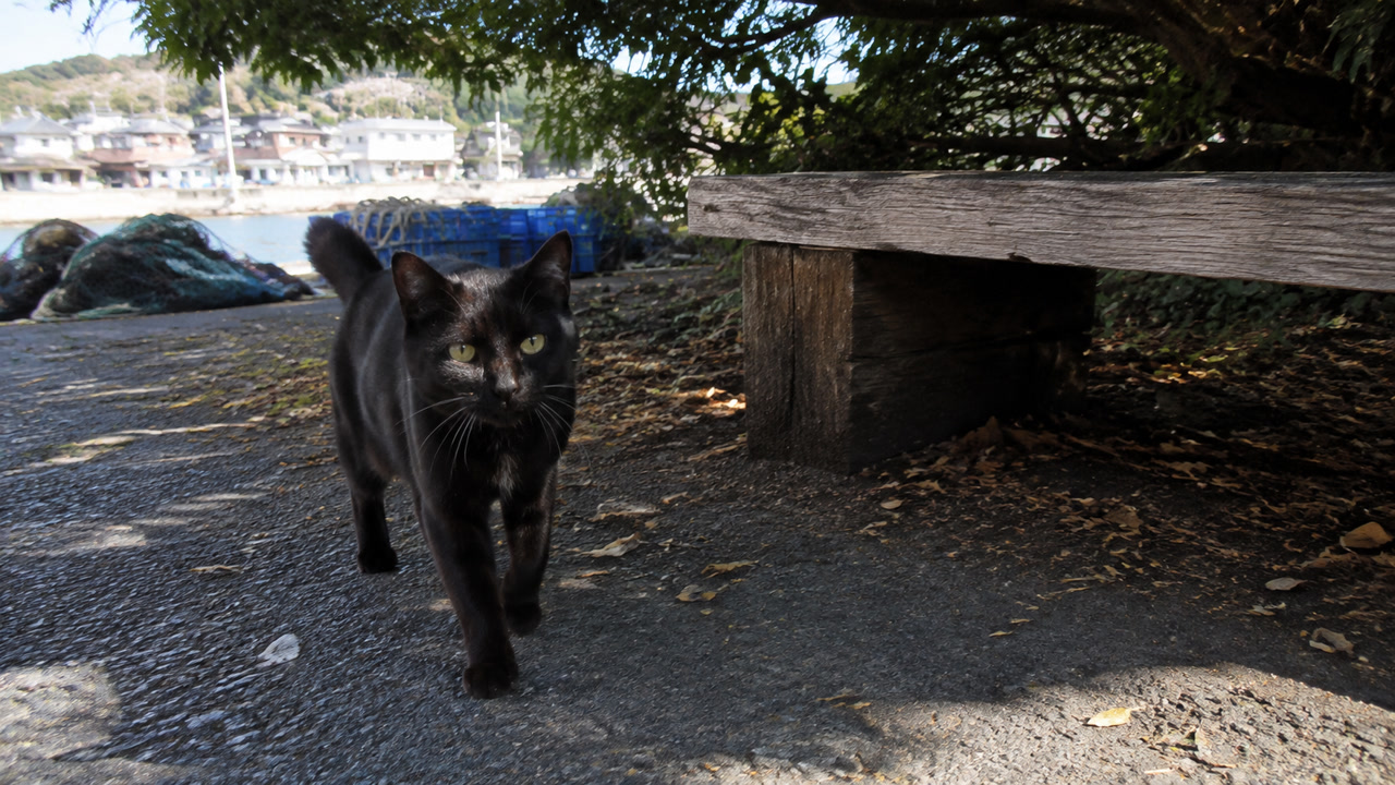 木陰の漁港でカメラへ歩み寄る黒猫のイメージ画像