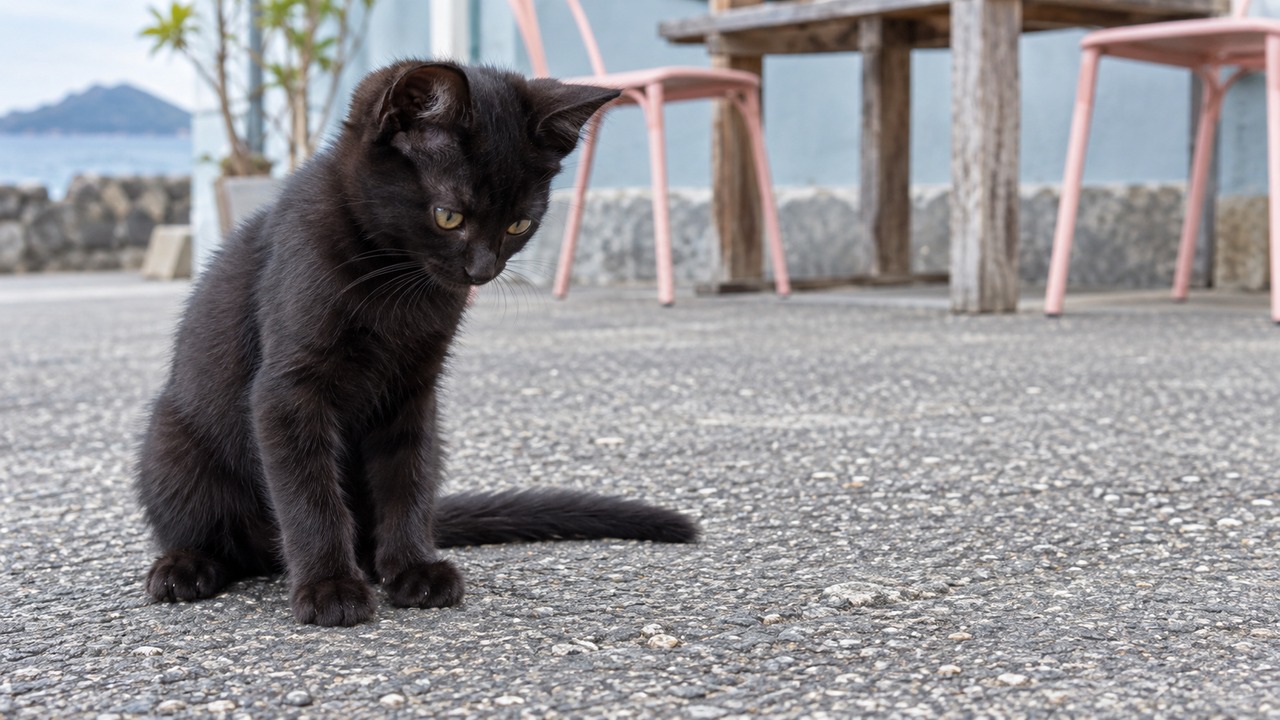 カフェの外で地面に目を向ける黒い子猫のイメージ画像