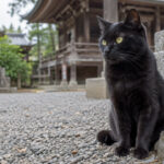 石段のそばで境内を見る黒猫のイメージ画像