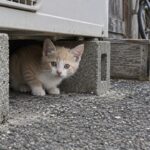 ブロックの間から顔を出す子猫のイメージ画像
