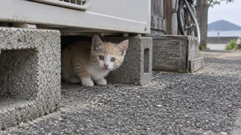 ブロックの間から顔を出す子猫のイメージ画像