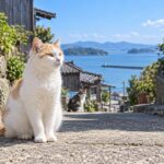 海へ続く猫通りに座る白茶猫のイメージ画像