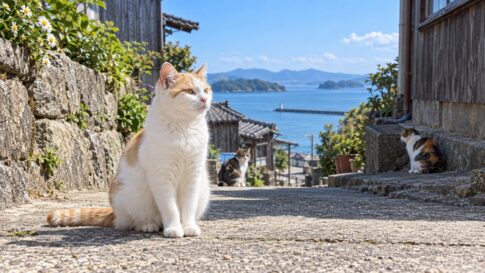 海へ続く猫通りに座る白茶猫のイメージ画像