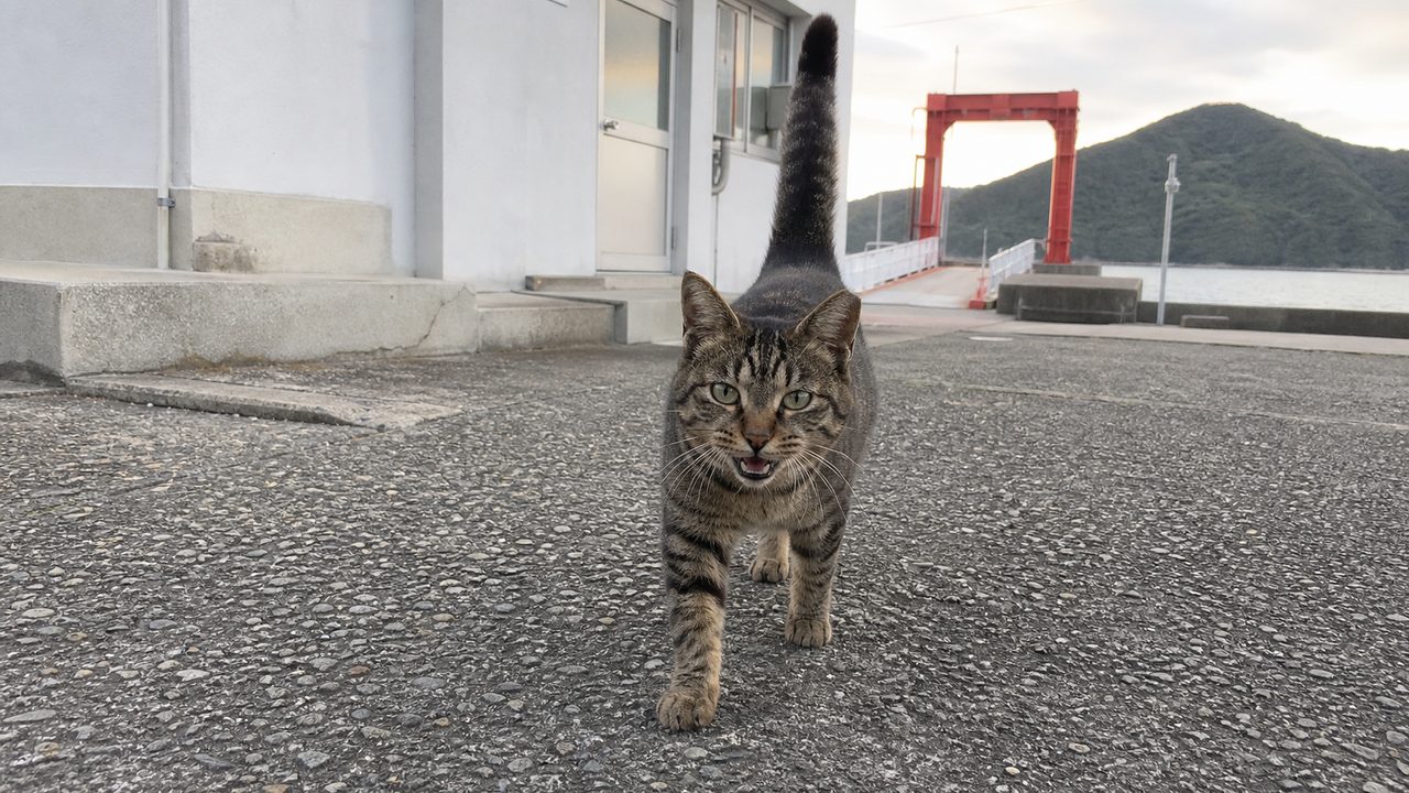 フェリー桟橋近くでしっぽを立てて歩くキジトラ猫のイメージ画像