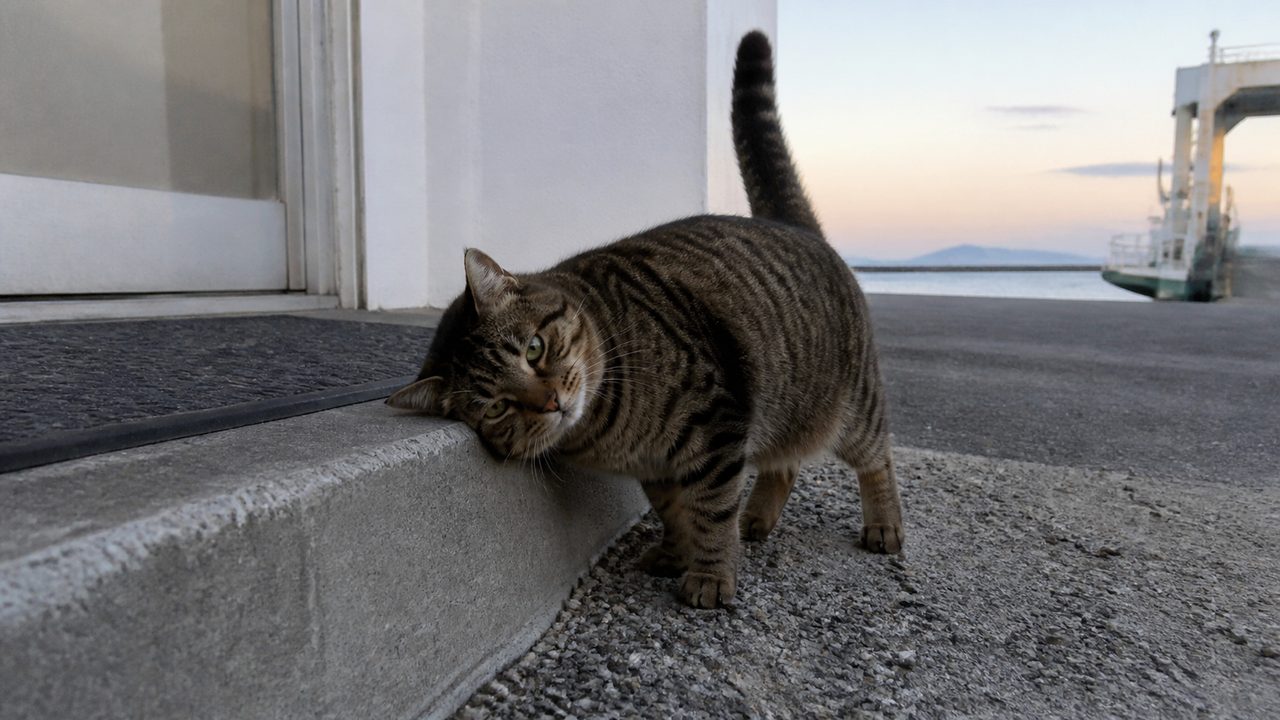 港の建物の段差に頬をすり寄せるキジトラ猫のイメージ画像