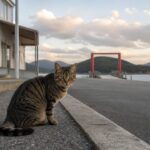 赤い桟橋を背景に港の道端で座るキジトラ猫のイメージ画像