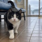 雨の日のフェリー待合室で青いベンチの下から歩いてくる白黒猫のイメージ画像