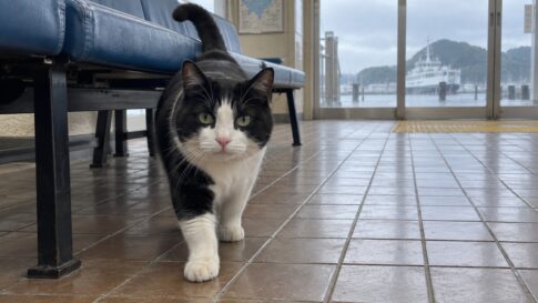 雨の日のフェリー待合室で青いベンチの下から歩いてくる白黒猫のイメージ画像