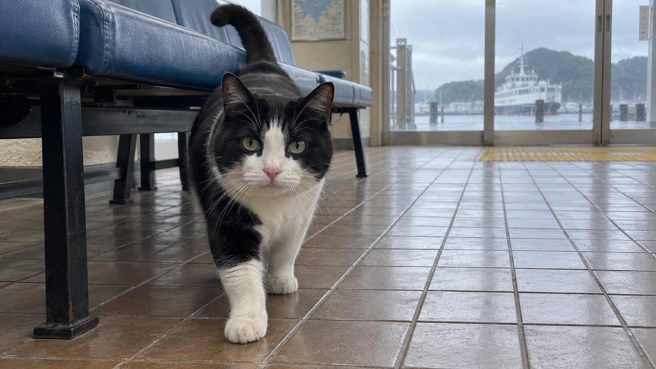 雨の日のフェリー待合室で歩いてくる白黒猫のイメージ画像
