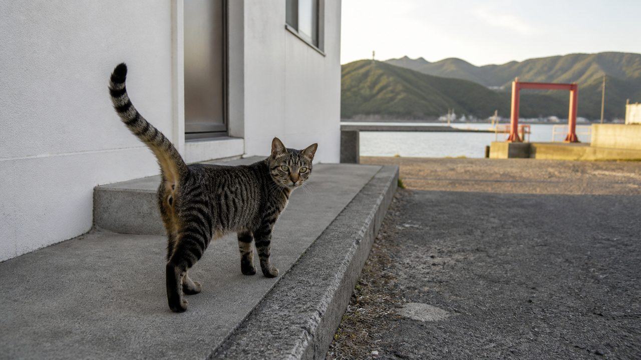 白い港の建物のそばで振り返るキジトラ猫と赤い桟橋のイメージ画像