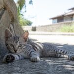 猫島の石垣沿いの木陰で休むサバトラ子猫のイメージ画像