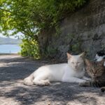 フェリー乗り場裏の木陰で寄り添う白猫とキジトラ猫のアイキャッチ用イメージ画像