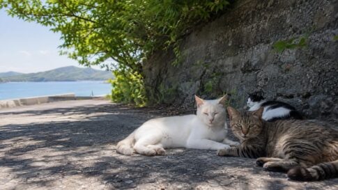 フェリー乗り場裏の木陰で寄り添う白猫とキジトラ猫のアイキャッチ用イメージ画像