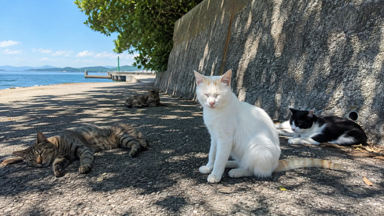 防波堤沿いの木陰で休む白猫とキジトラ猫たちのイメージ画像