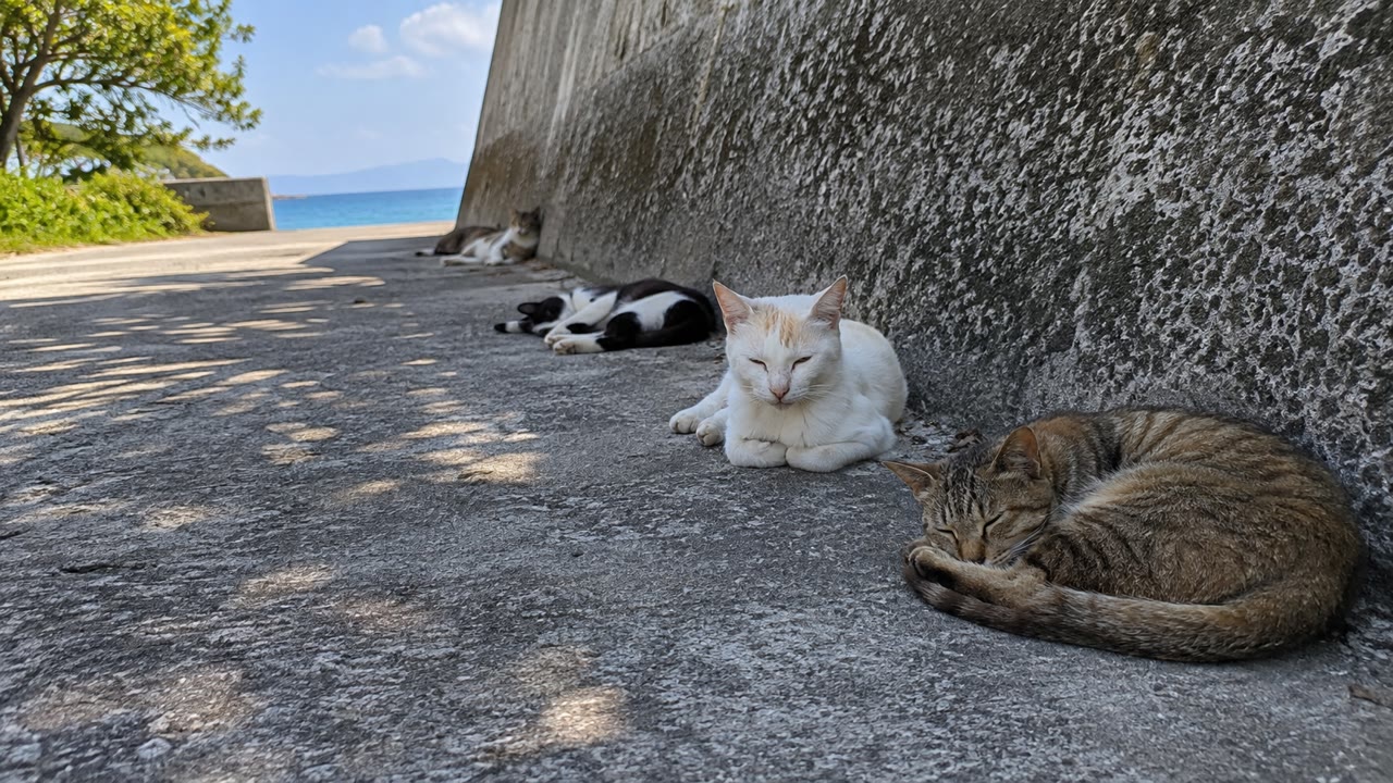 島の小道の木陰に並んで眠る猫たちのイメージ画像