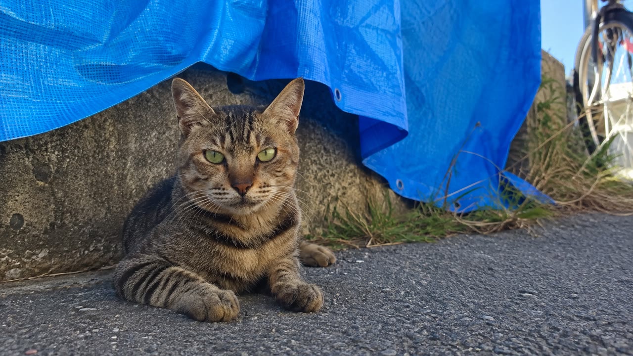 青いシートの下で休むキジトラ猫のイメージ画像