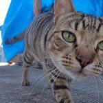 カメラをのぞき込む島のキジトラ猫のイメージ画像