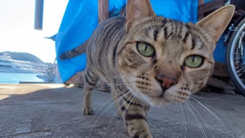 カメラをのぞき込む島のキジトラ猫のイメージ画像
