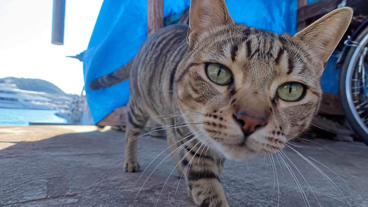 カメラをのぞき込む島のキジトラ猫のイメージ画像