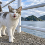 防波堤の手すり沿いで鳴く白キジ猫のイメージ画像