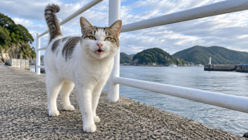 防波堤の手すり沿いで鳴く白キジ猫のイメージ画像