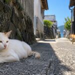 路地裏の石壁で休む白猫と茶トラ猫のイメージ画像