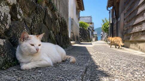 路地裏の石壁で休む白猫と茶トラ猫のイメージ画像