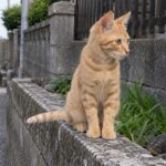 路地の低い塀に座る茶トラのイメージ画像