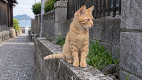 路地の低い塀に座る茶トラのイメージ画像