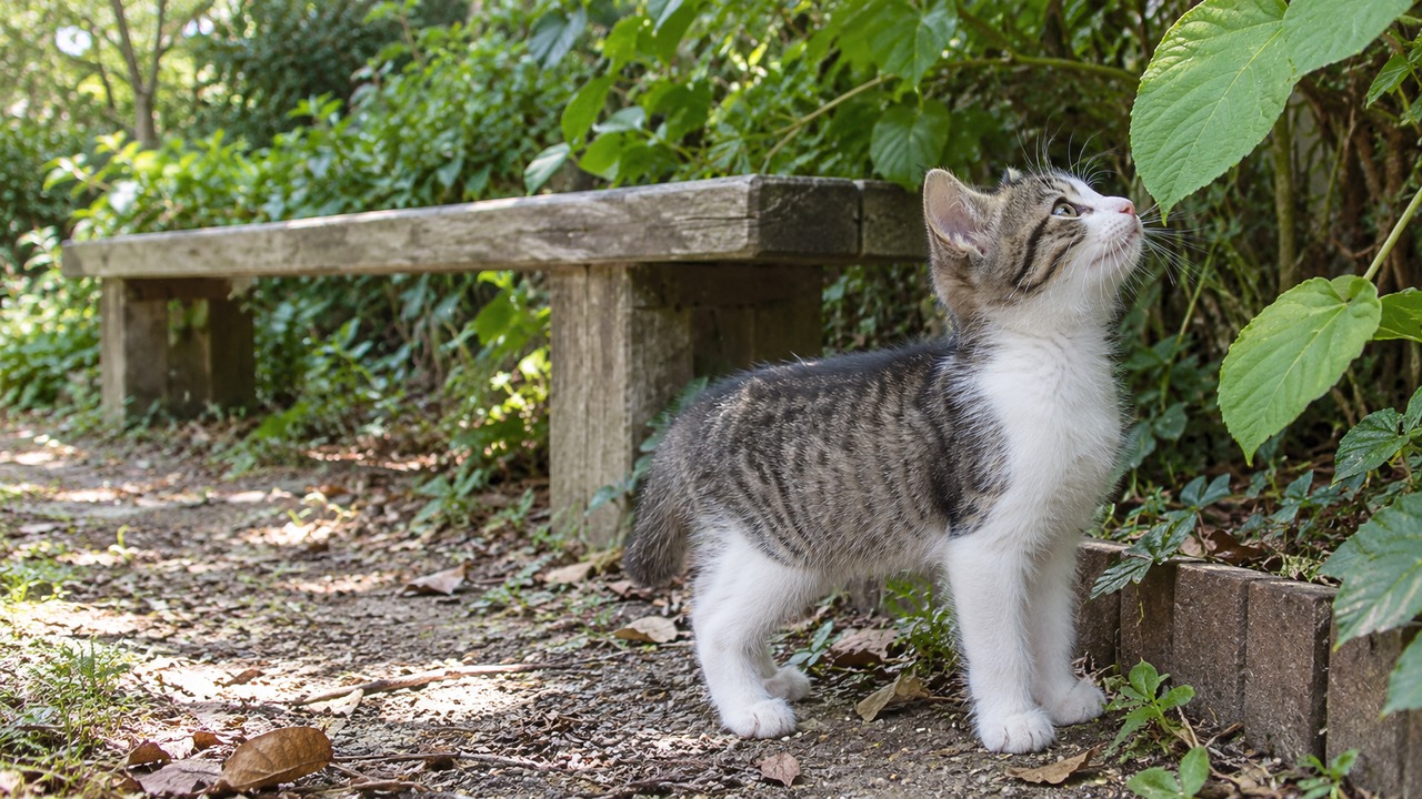ベンチ脇の葉を見上げるキジ白の子猫のイメージ画像