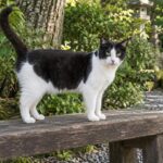 緑に囲まれた木のベンチに立つ白黒猫のイメージ画像