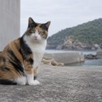 漁港の建物のそばに座る三毛猫のイメージ画像