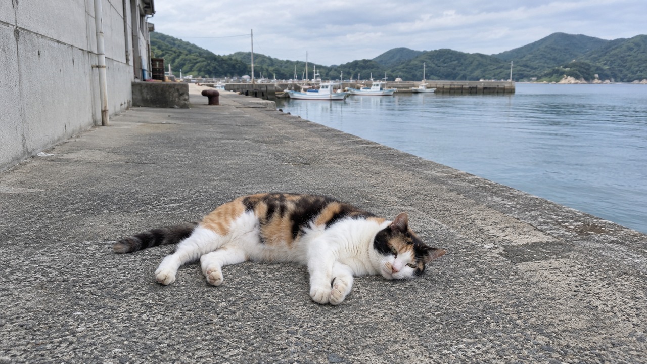 海を背景に港で横になる三毛猫のイメージ画像