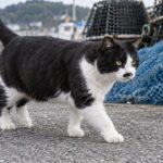 漁具のそばを歩くハチワレ猫のイメージ画像