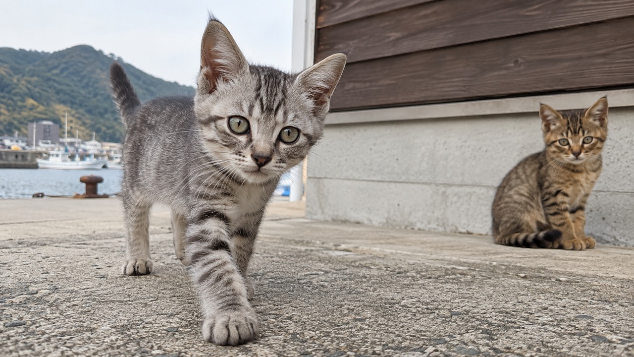 カメラの近くへ来た灰色の縞模様の子猫のイメージ画像