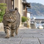 街の舗装路を近づいてくるキジトラのイメージ画像